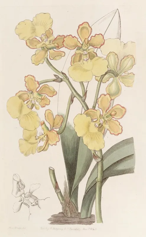 Two Warted Oncidium Wall Art by Sydenham Edwards - High-Resolution Digital Print