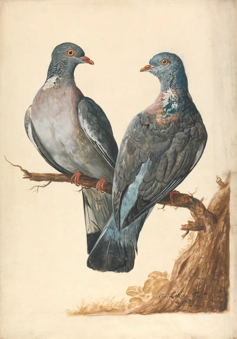 Two Wood Pigeons Wall Art by Charles Collins - High-Resolution Digital Print