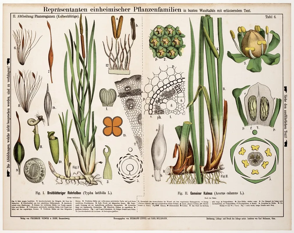 Typha Latifolia Acorus Calamus Grote Lisdodde Kalmoes Wall Art by Hermann Zippel - High-Resolution Digital Print
