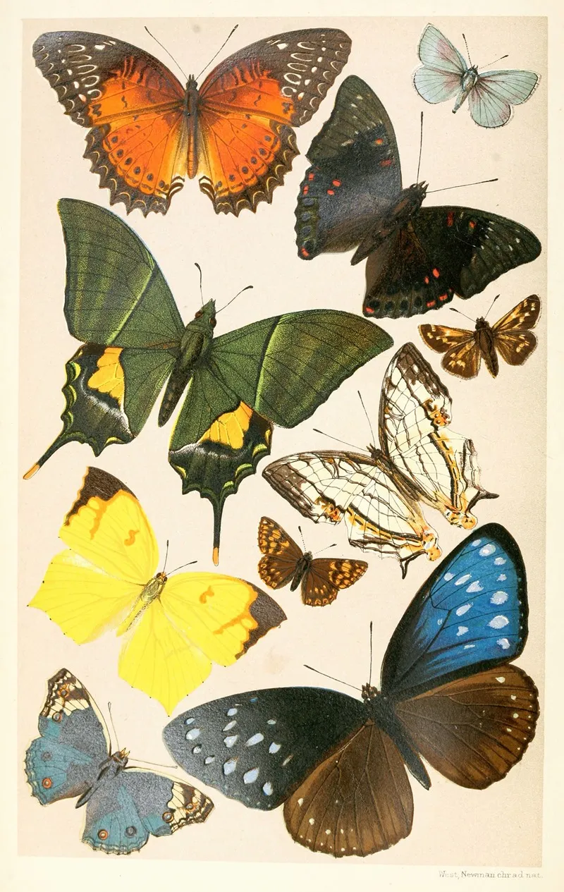 Typical Butterflies Wall Art by Anonymous - High-Resolution Digital Print