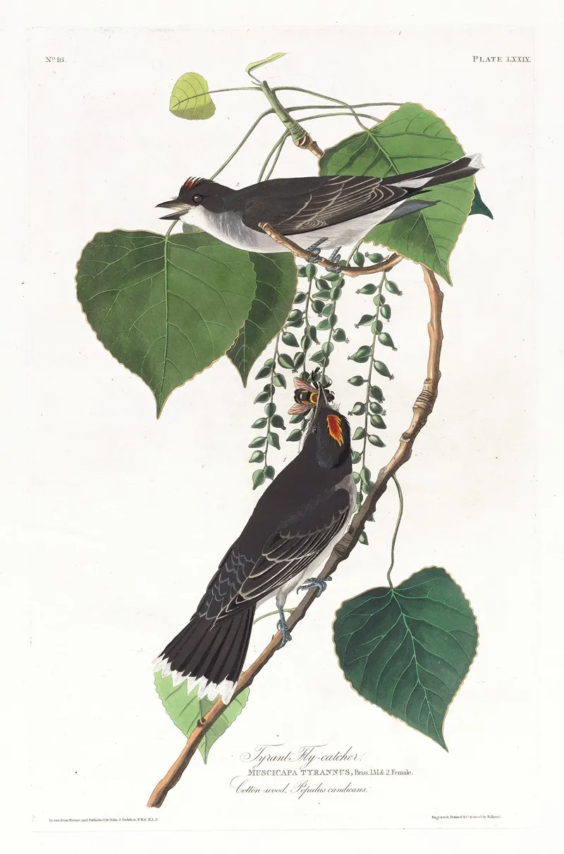 Tyrant Fly Catcher Wall Art by John James Audubon - High-Resolution Digital Print