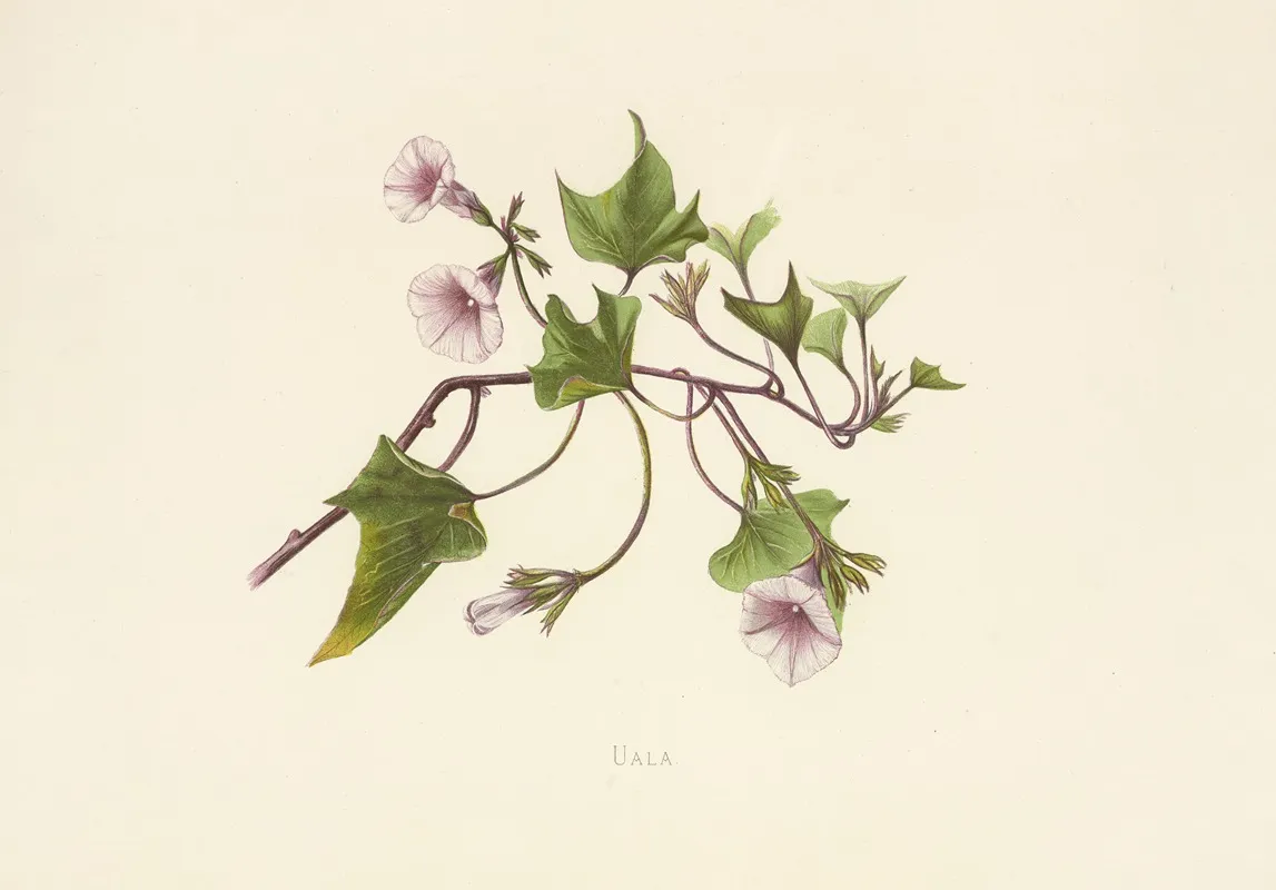 Uala Wall Art by Isabella McHutcheson Sinclair - High-Resolution Digital Print