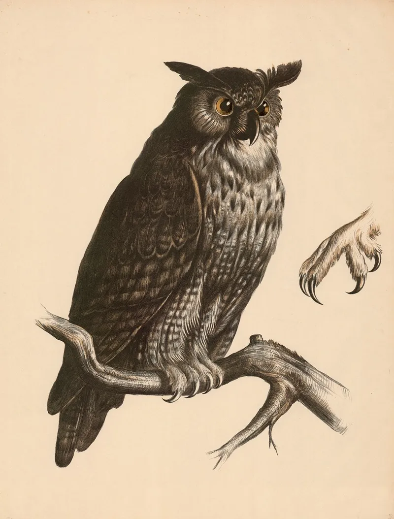 Uhu Bubo Maximus Fuss Mit Wendezehe Wall Art by Franz Engleder - High-Resolution Digital Print