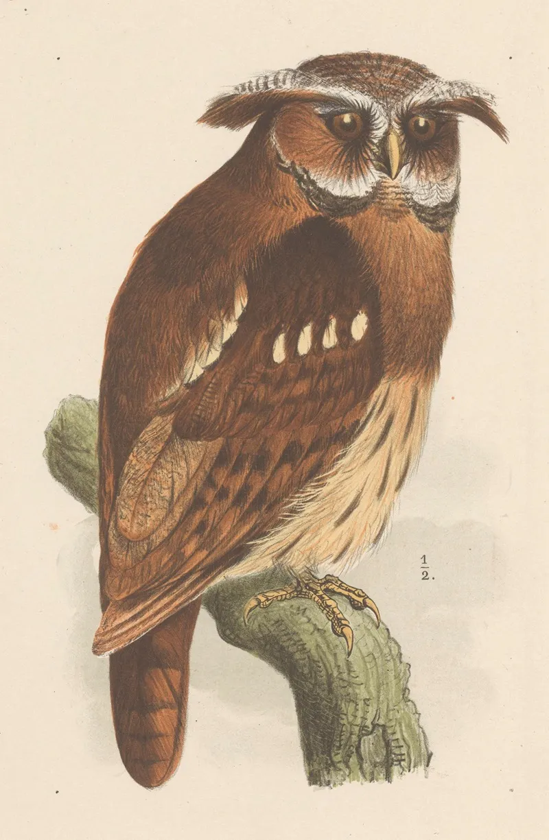 Uil Op Een Tak Bubo Lettii