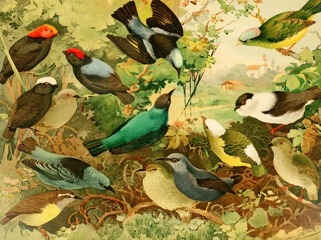 Uira Purus Rendeiras Sahys Wall Art by Emil August Göldi - High-Resolution Digital Print
