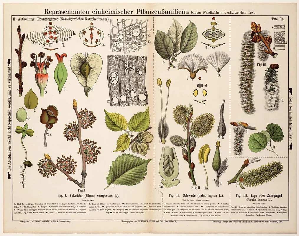 Ulmus Campestris Salix Caprea Populus Tremula Gewone Iep Laurierwilg Ratelpopulier Wall Art by Hermann Zippel - High-Resolution Digital Print