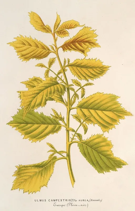 Ulmus Campestris Var Aurea Wall Art by Charles Antoine Lemaire - High-Resolution Digital Print