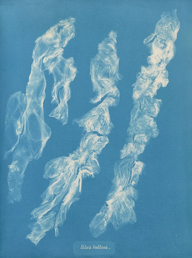 Ulva Bullosa Wall Art by Anna Atkins - High-Resolution Digital Print