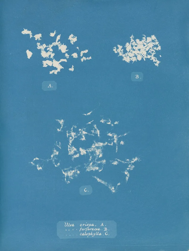 Ulva Crispa A Wall Art by Anna Atkins - High-Resolution Digital Print