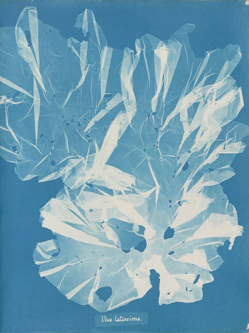 Ulva Latissima Wall Art by Anna Atkins - High-Resolution Digital Print