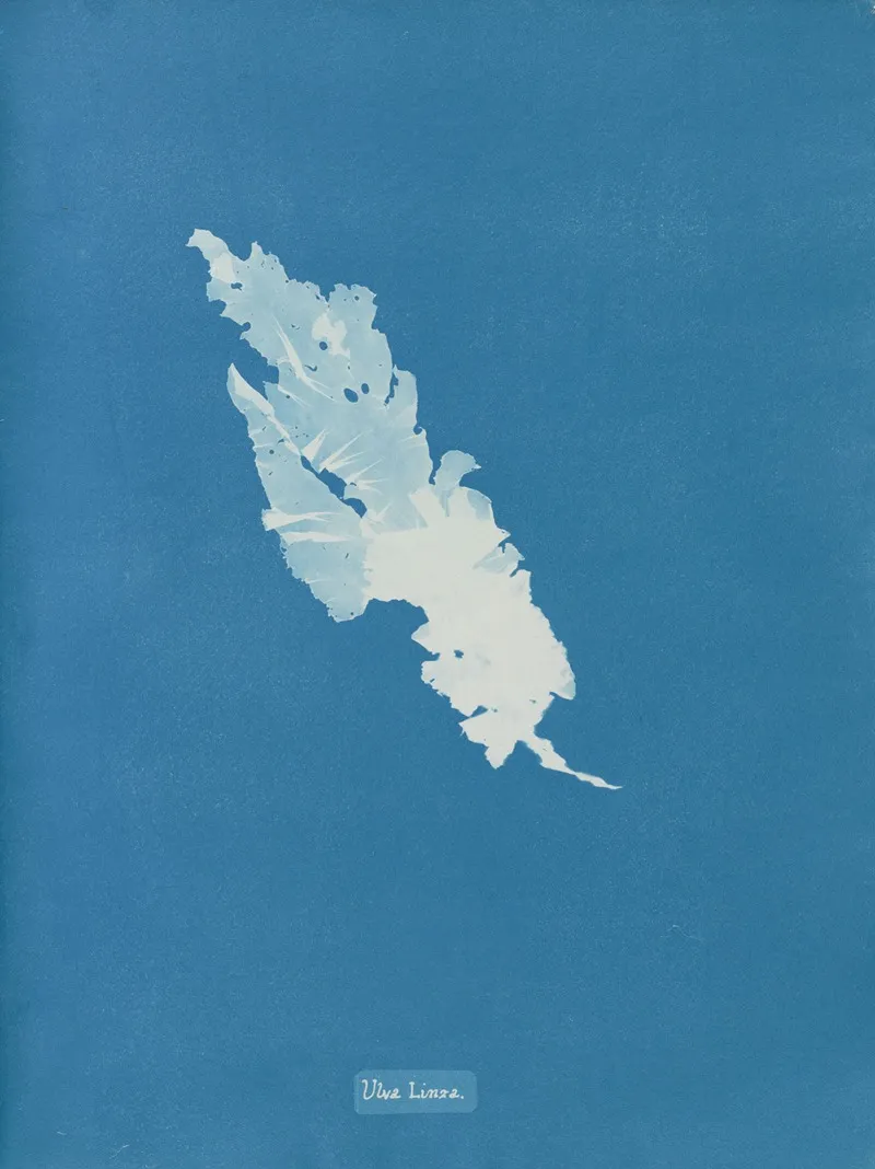 Ulva Linza Wall Art by Anna Atkins - High-Resolution Digital Print
