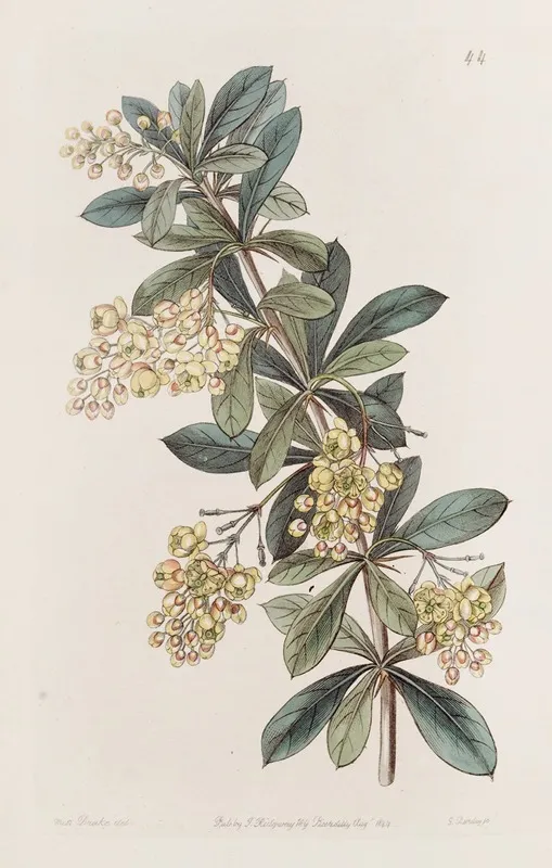 Umbellate Berberry Wall Art by Sydenham Edwards - High-Resolution Digital Print
