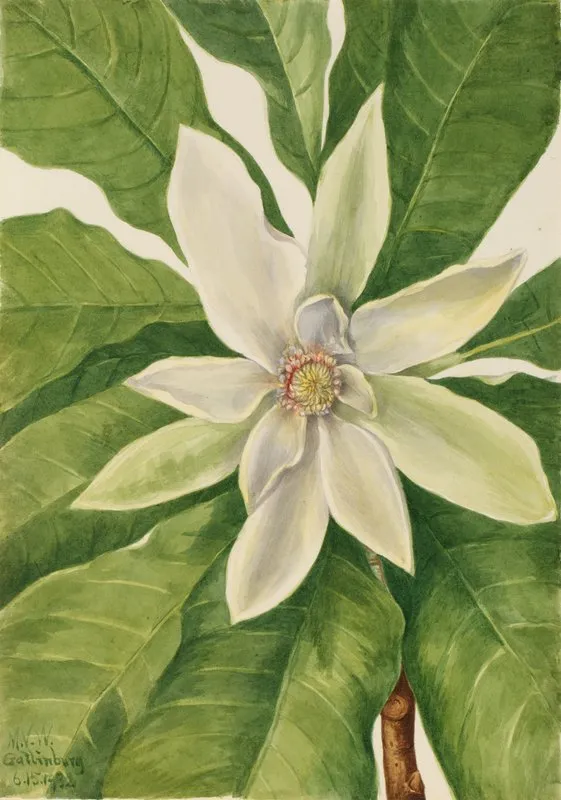 Umbrella Tree Magnolia Tripetala