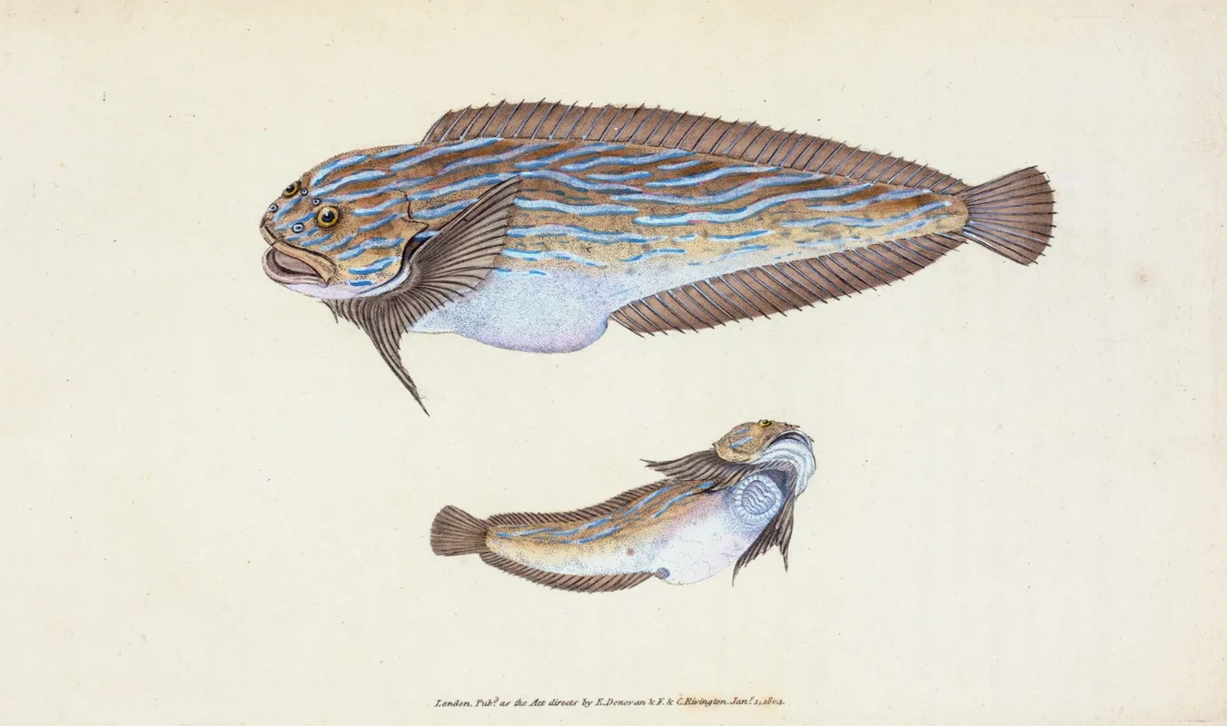 Unctuous Sucker Cyclopterus Liparis Wall Art by Edward Donovan - High-Resolution Digital Print
