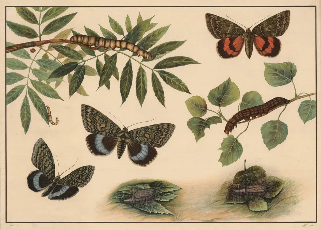 Underwing Moths