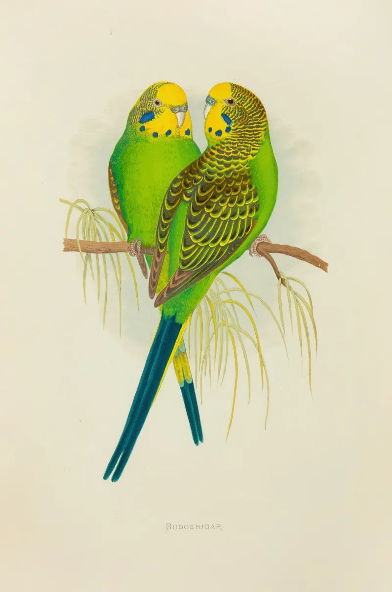 Undulated Grass Parrakeet Or Budgerigar Wall Art by Alexander Francis Lydon - High-Resolution Digital Print