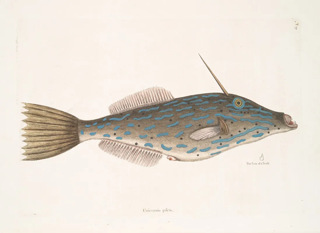 Unicornis Piscis The Bahama Unicorn Fish The Form Of A Tooth Wall Art by Mark Catesby - High-Resolution Digital Print