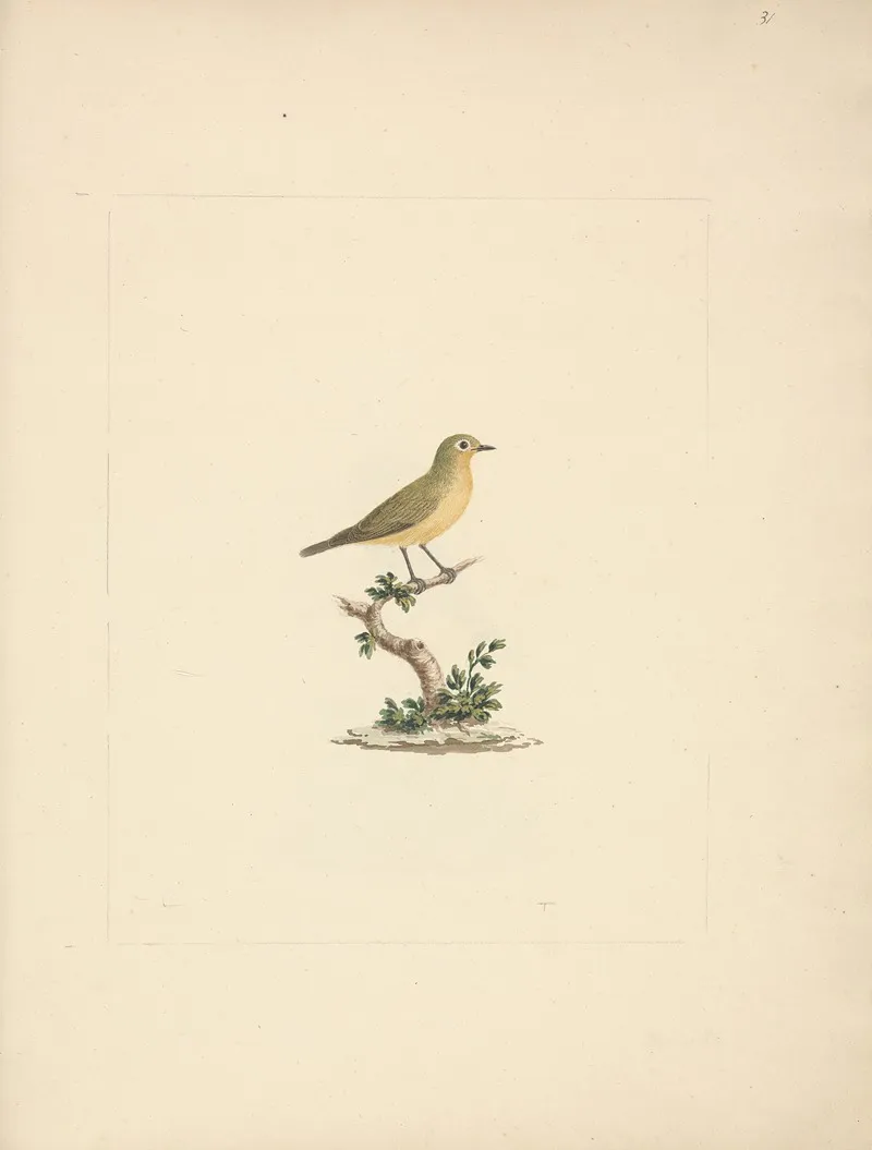 Unidentified Bird 2