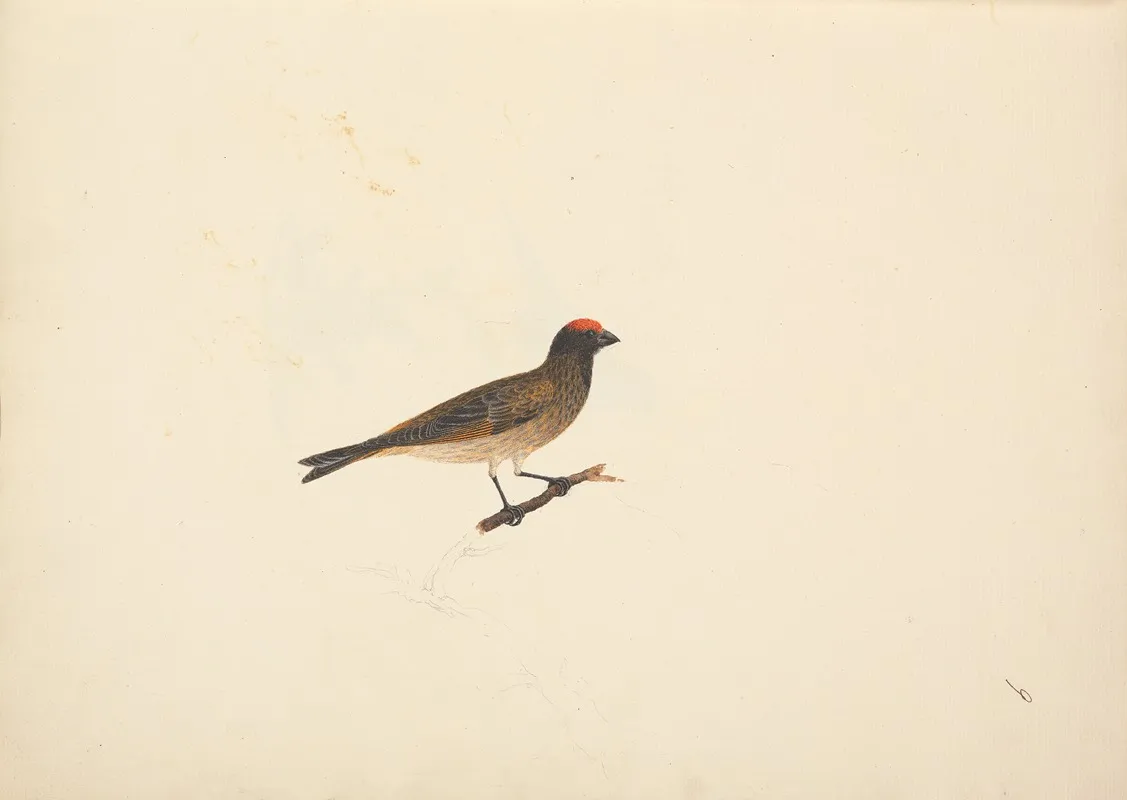 Unidentified Bird 3