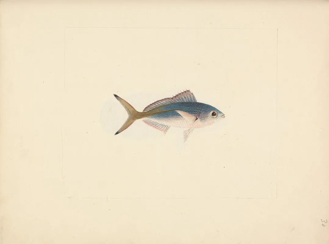 Unidentified Fish 14