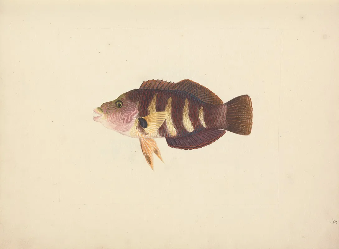 Unidentified Fish 15