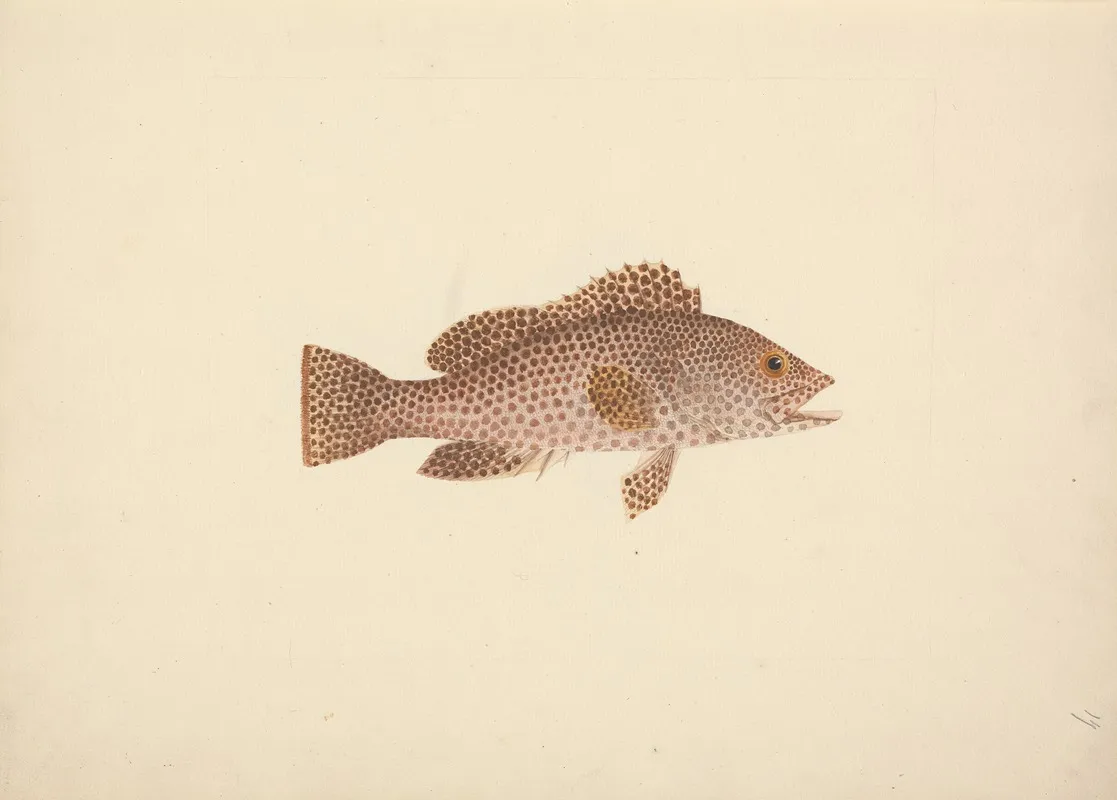 Unidentified Fish 17