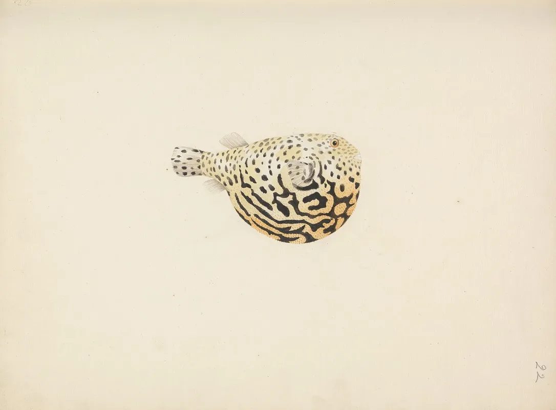Unidentified Fish 21