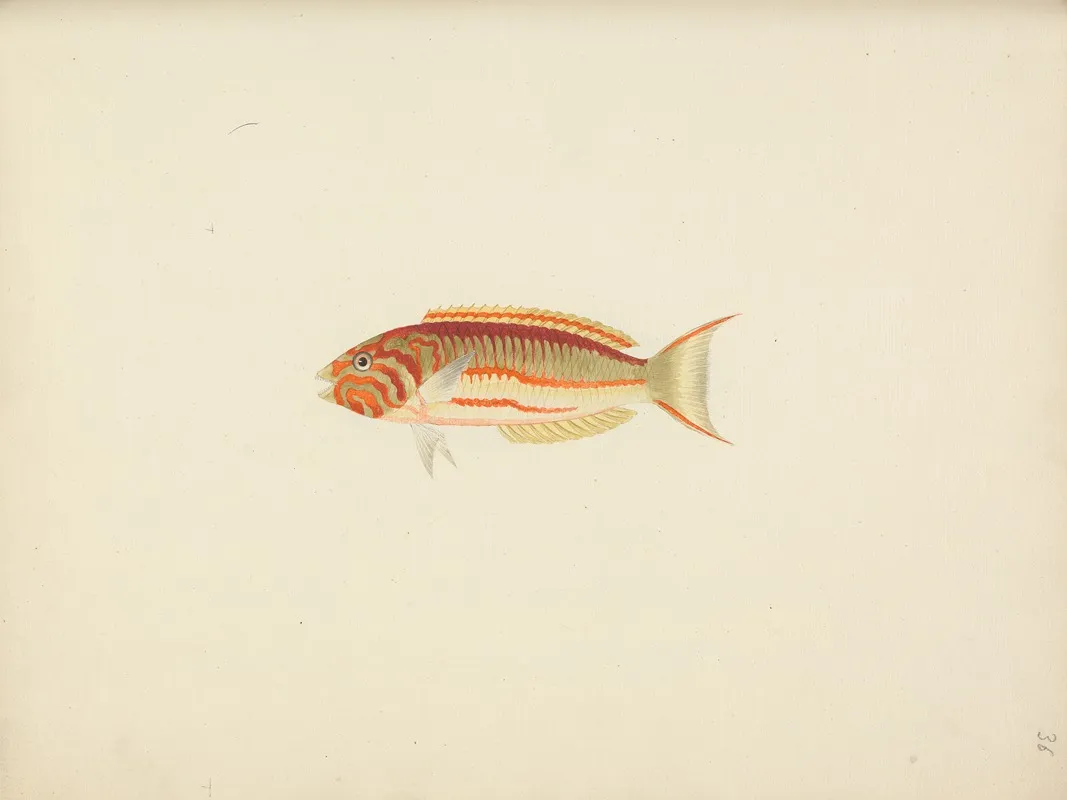 Unidentified Fish 28