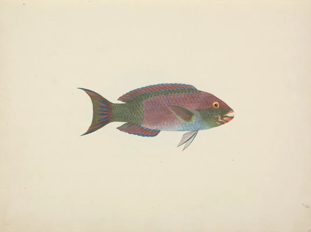 Unidentified Fish 29