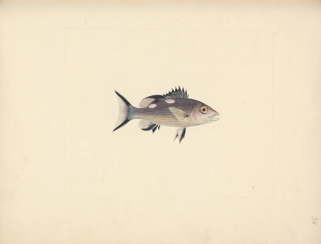 Unidentified Fish 2