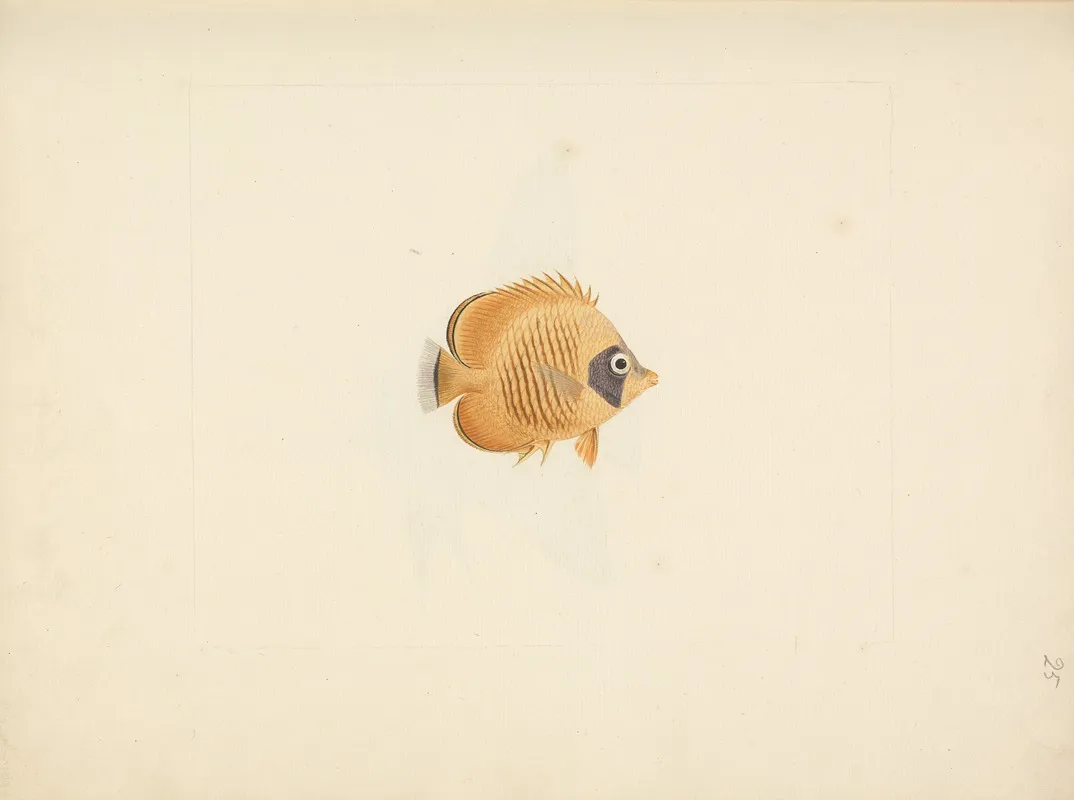 Unidentified Fish 31