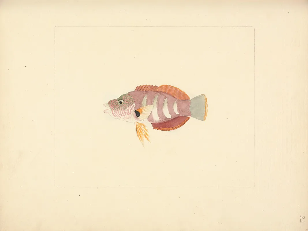 Unidentified Fish 32