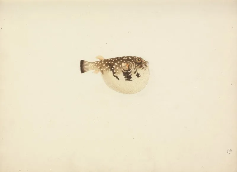 Unidentified Fish 35