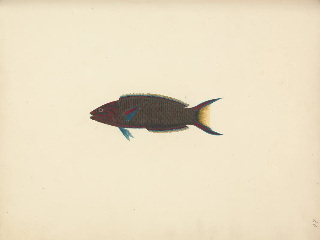 Unidentified Fish 37
