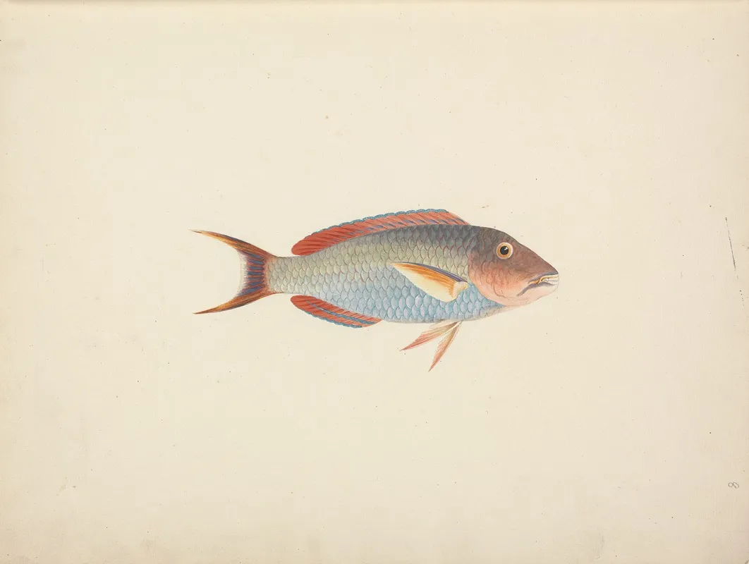 Unidentified Fish 38