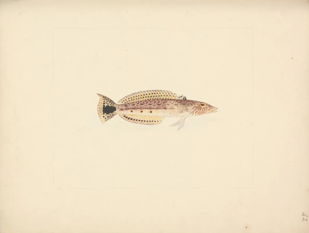 Unidentified Fish 3