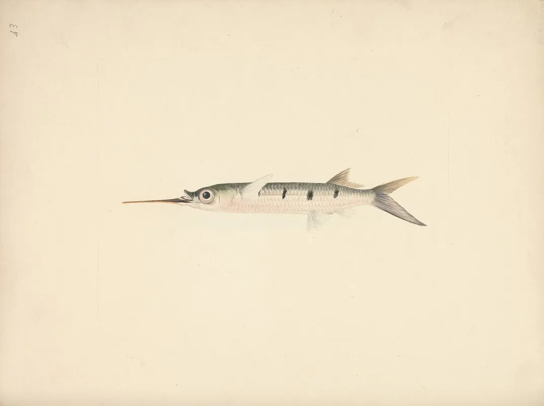 Unidentified Fish 4