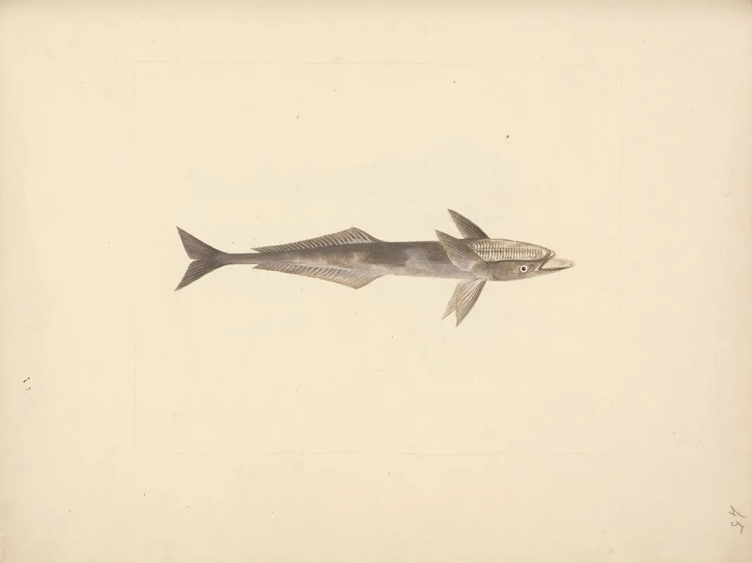 Unidentified Fish 5
