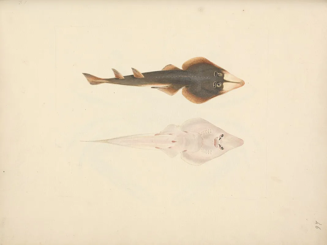 Unidentified Fish 6