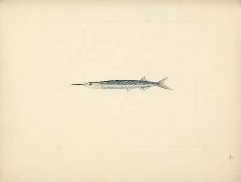 Unidentified Fish 7