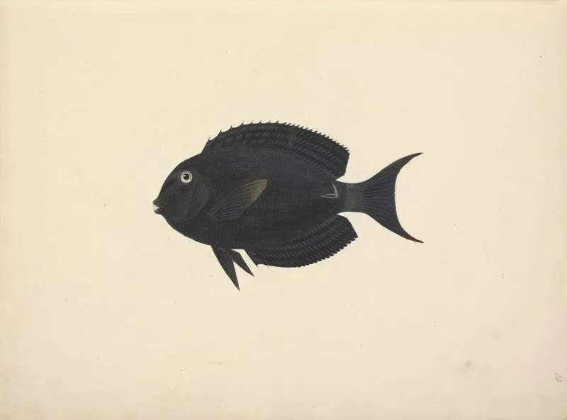 Unidentified Fish 8