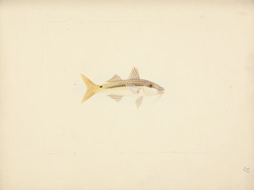 Unidentified Fish