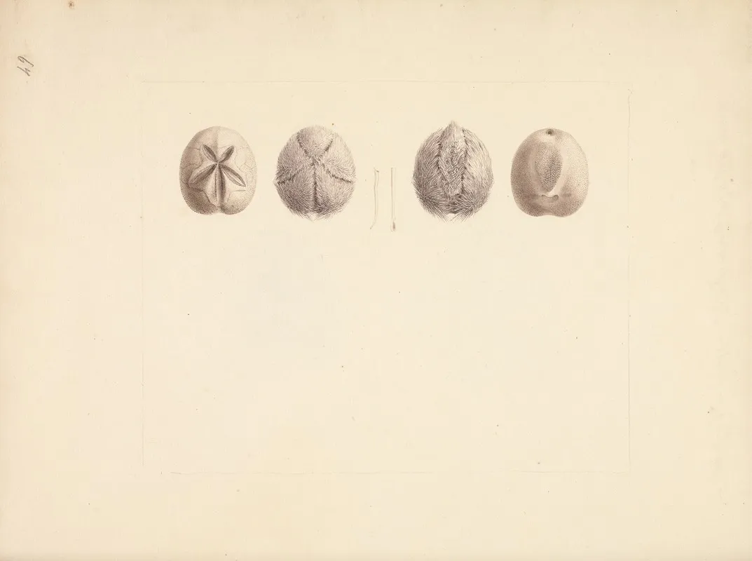 Unidentified Sand Dollar