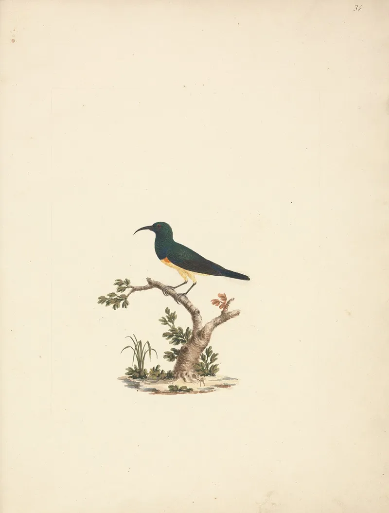 Unidentified Sunbird