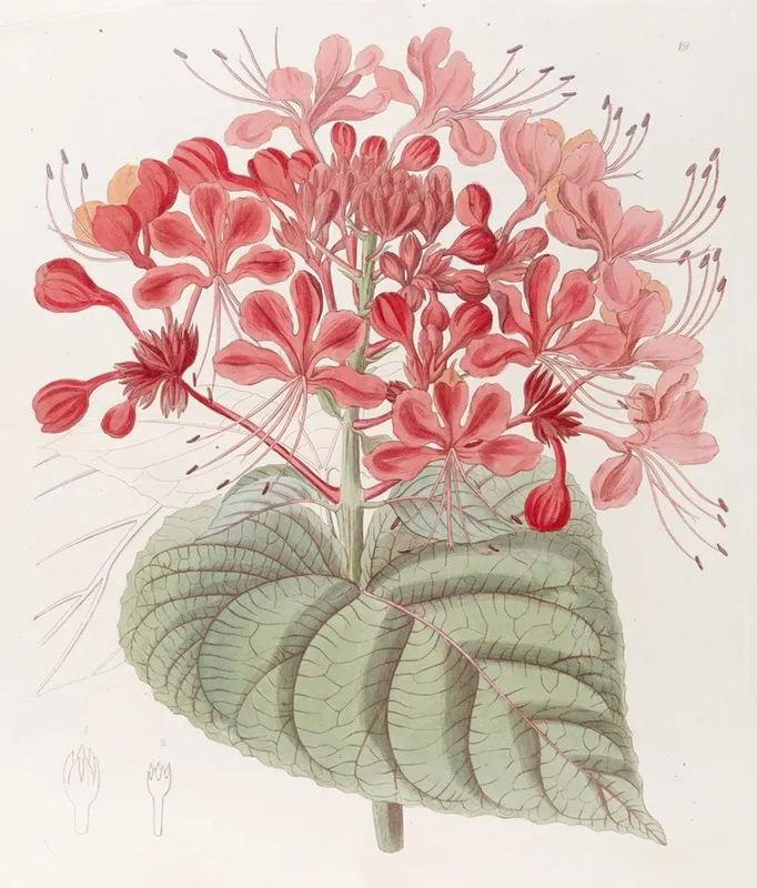 Unlucky Clerodendron Wall Art by Sydenham Edwards - High-Resolution Digital Print
