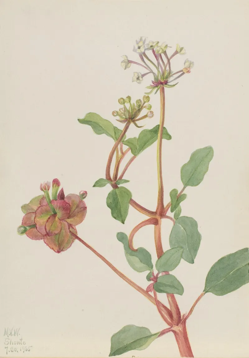 Untitled Tripterocalyx Pedunculatus