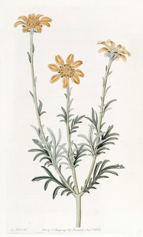 Upright Branching Baebera Wall Art by Sydenham Edwards - High-Resolution Digital Print
