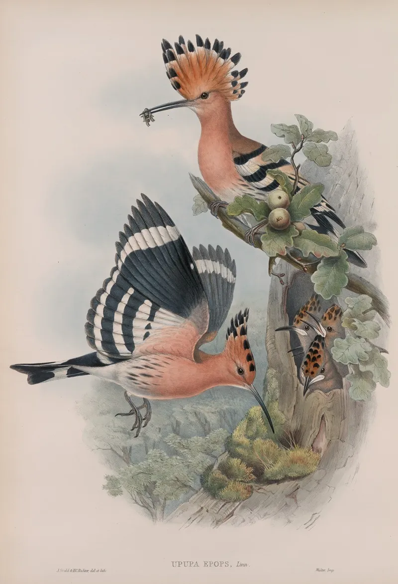 Upupa Epops Hoopoe Wall Art by John Gould - High-Resolution Digital Print
