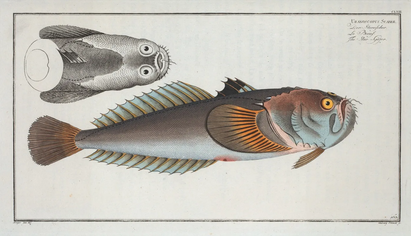 Uranoscopus Scaber The Star Gazer Wall Art by Marcus Elieser Bloch - High-Resolution Digital Print
