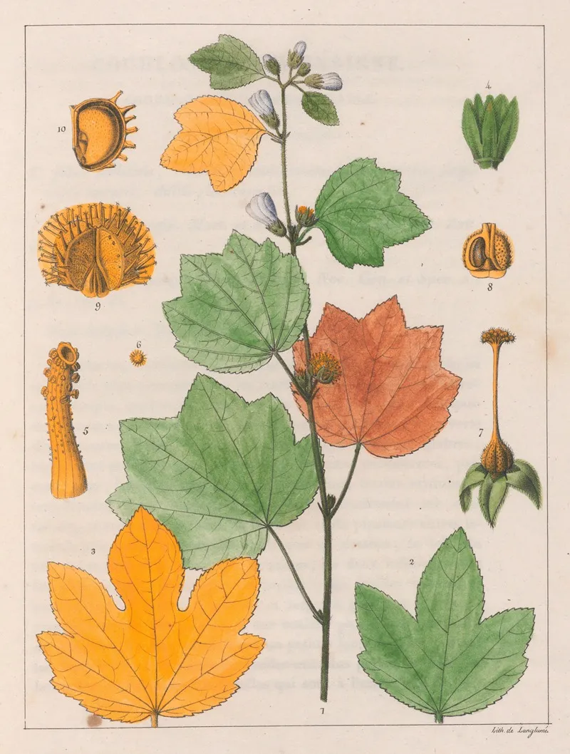 Urena Lobata Wall Art by Auguste de Saint-Hilaire - High-Resolution Digital Print